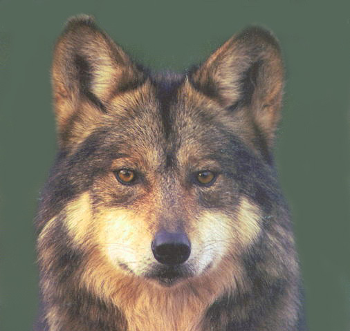 staring wolf